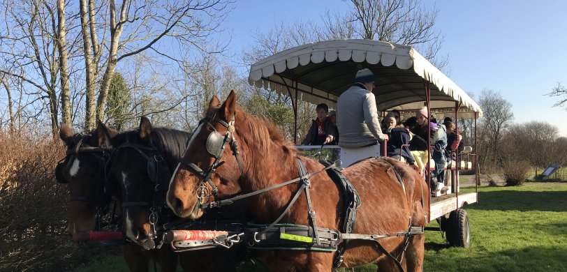 Les marais au rythme des chevaux