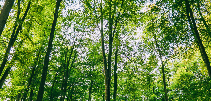 Randonnée gourmande en Forêt d'Eawy