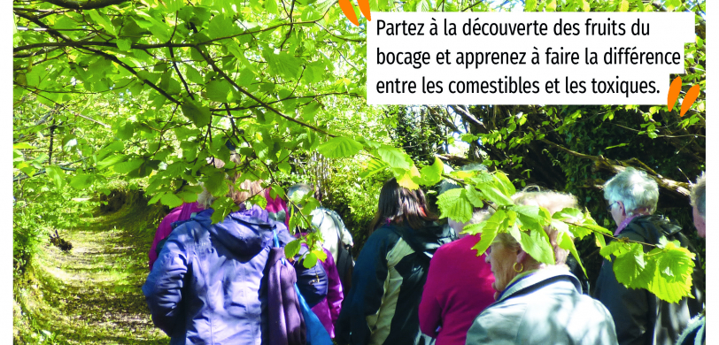 Baies toxiques ou comestibles?
