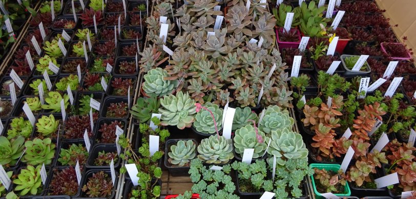 Foire aux plantules