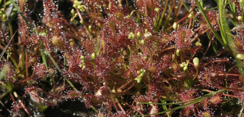 Au pays des plantes carnivores