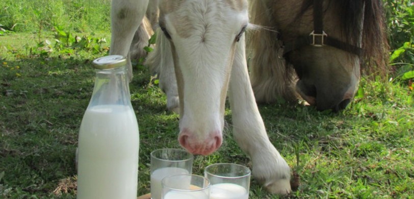 Visites de la ferme de l'élevage Zofé à Virey